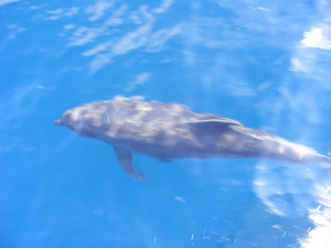 Dolphin Swimming in the Galapagos