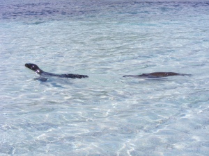 Baby Sea Lions Swimming in the Galapagos